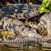 What's a group of alligators called? by danette