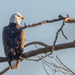 Bald Eagle Post Card by rminer