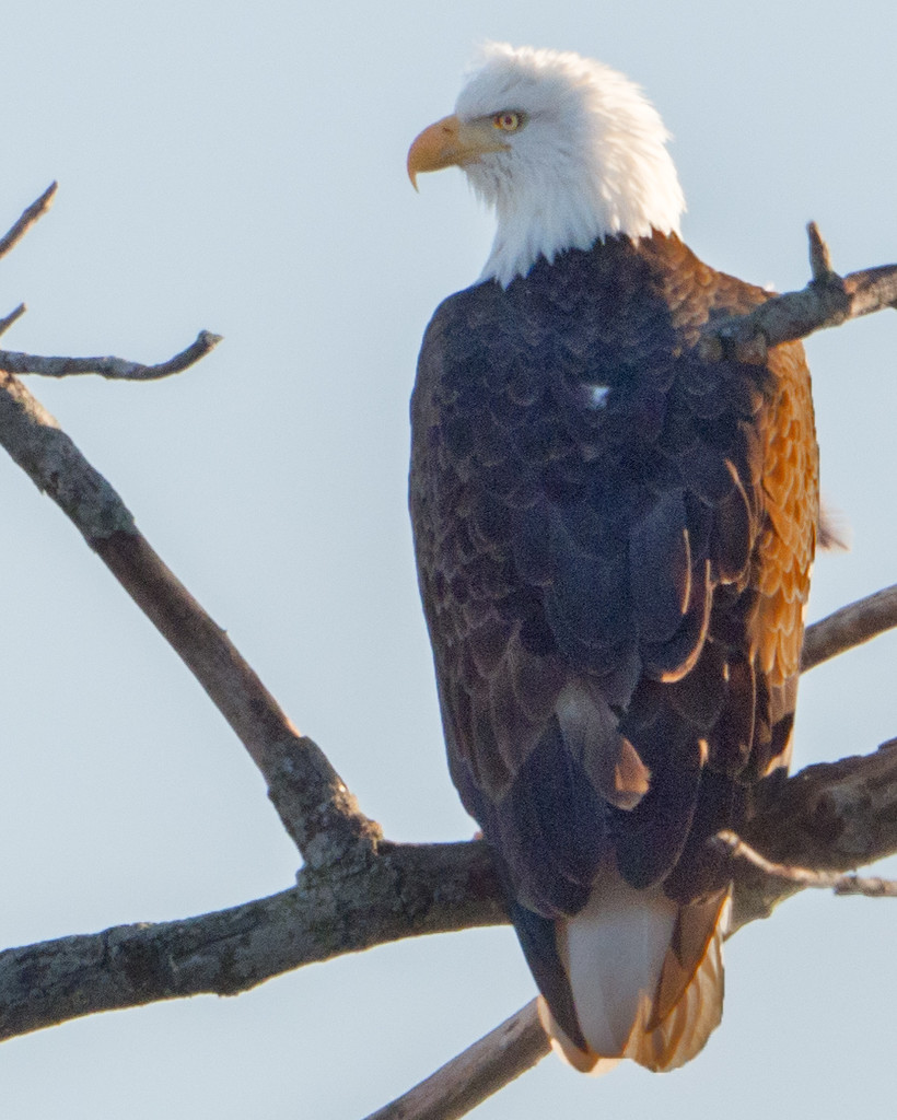 Bald Eagle Closeup by rminer