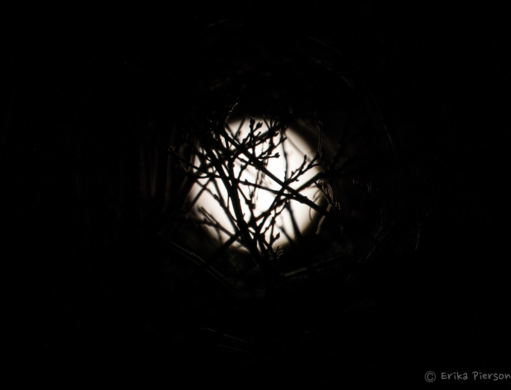 Moon Through Branches  by epcello
