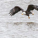 Eagles & Fish...continued by dridsdale