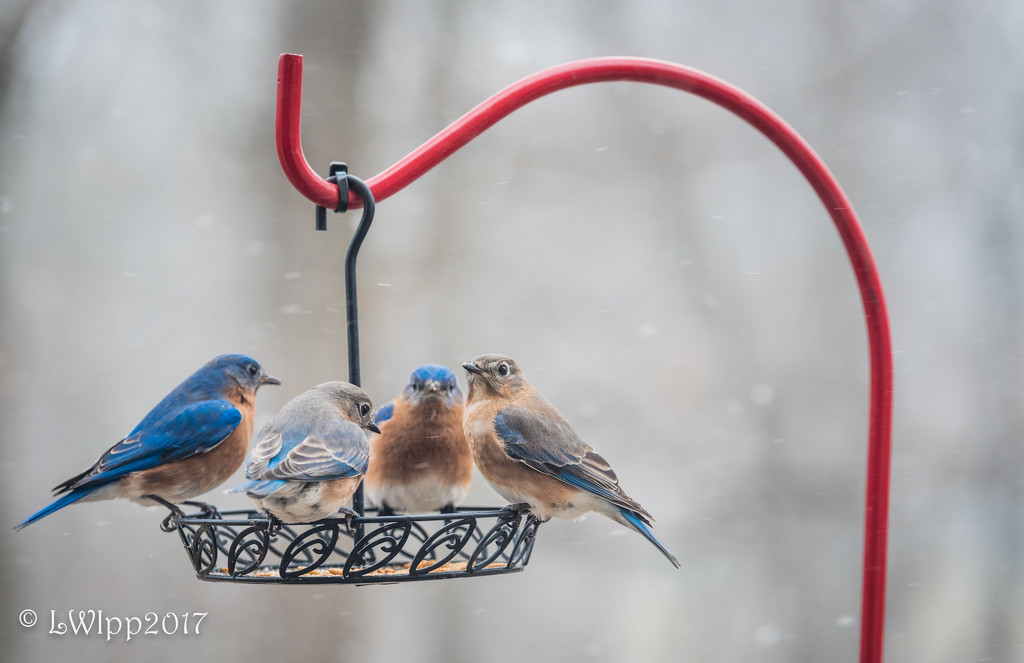 Flurries At The Feeder  by lesip
