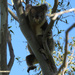 my hangout by koalagardens