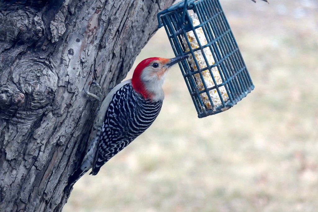 red bellied woodpecker by lynnz