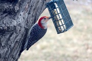 29th Jan 2017 - red bellied woodpecker