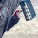red bellied woodpecker by lynnz