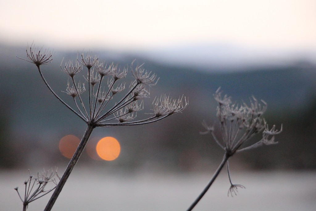 Deadheads and Bokeh by jamibann