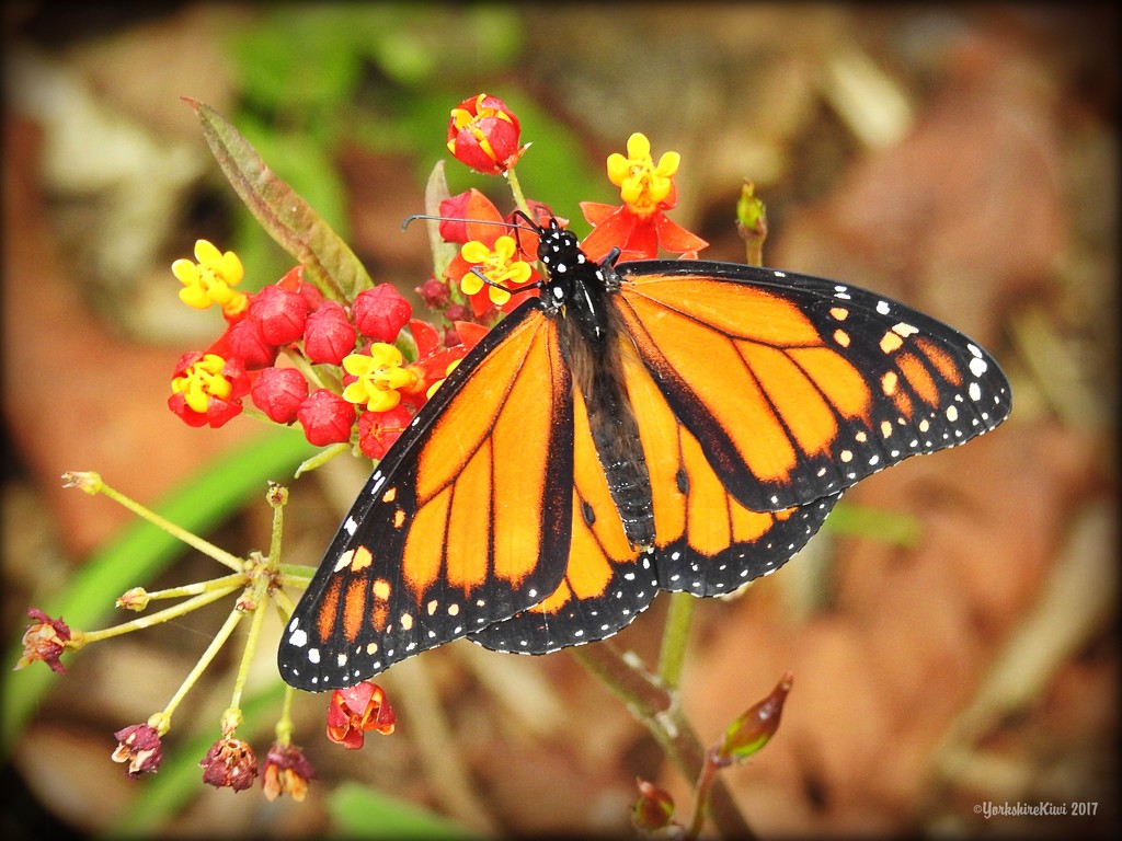 Monarch Butterfly by yorkshirekiwi