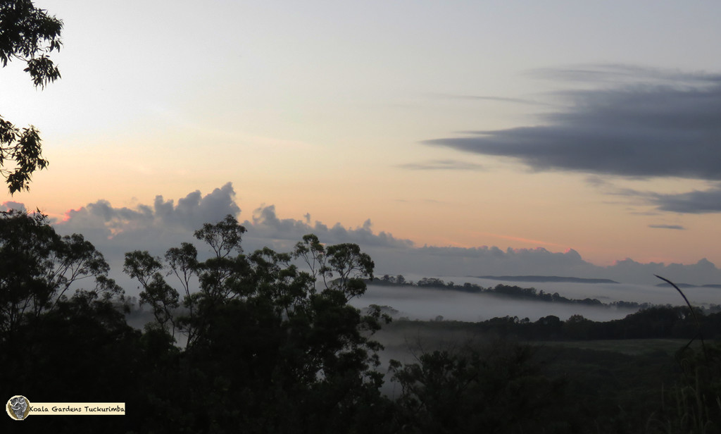 pre-dawn delights by koalagardens