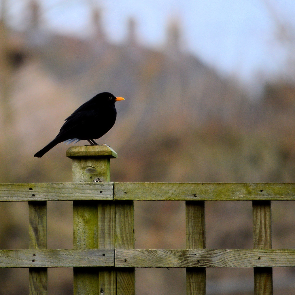 Blackbird on back garden fence by jon_lip