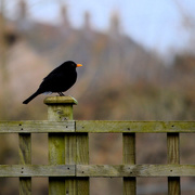 31st Jan 2017 - Blackbird on back garden fence