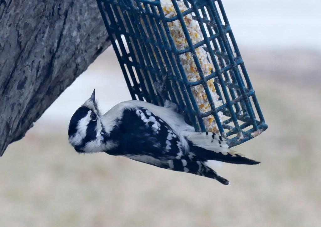 downy woodpecker by lynnz