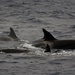 Orcas Everywhere_DSC1445 by merrelyn