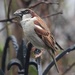 Wet Sparrow by davemockford
