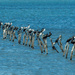 Many cormorans by gosia