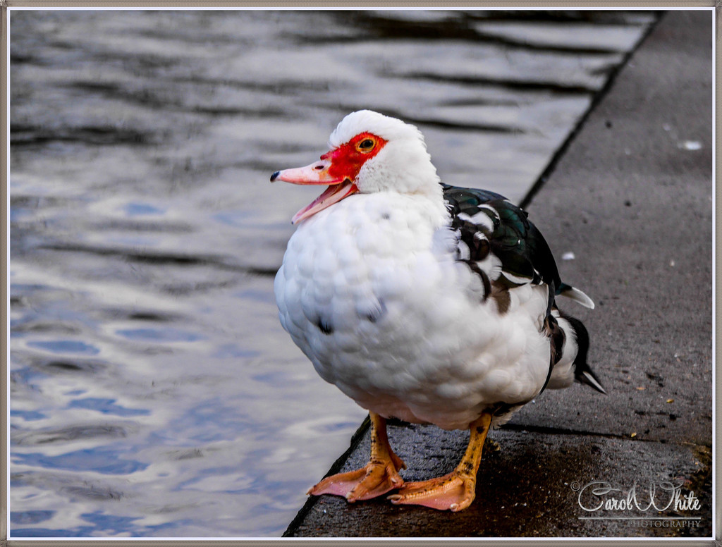 Happy Duck by carolmw