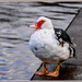 Happy Duck by carolmw