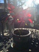 31st Jan 2017 - "So nice to be on the patio!" - The Christmas Poinsettia