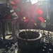 "So nice to be on the patio!" - The Christmas Poinsettia by louannwarren