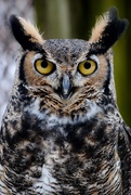 27th Jan 2017 - Day 27:  Spooky Alice - Great Horned Owl 