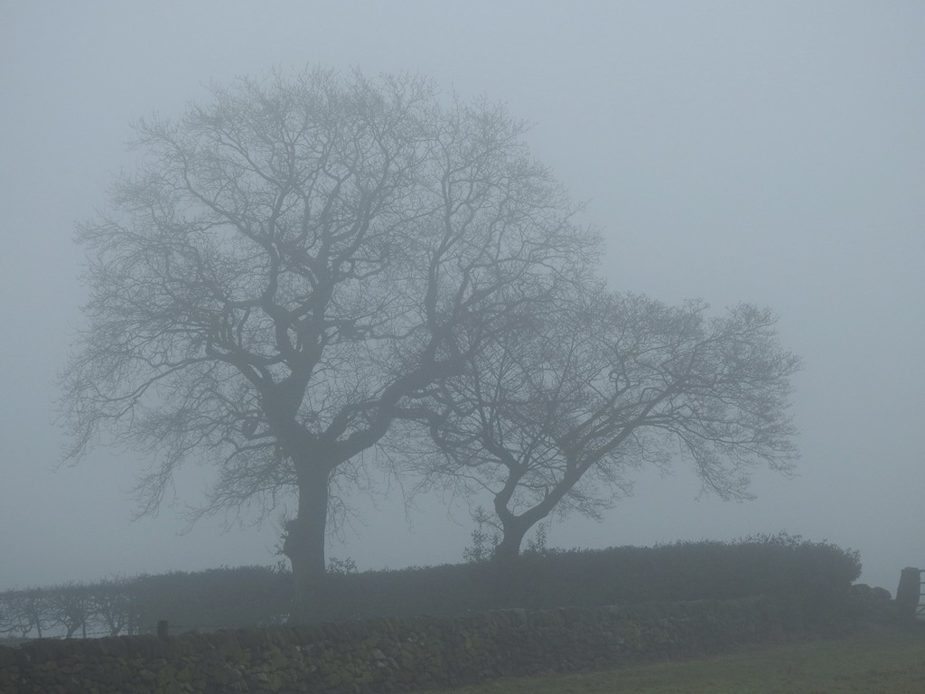 Grey Day by roachling