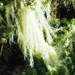 Spanish moss by Dawn