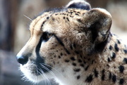 31st Jan 2017 - Cheetah Close Up