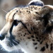 Cheetah Close Up by randy23