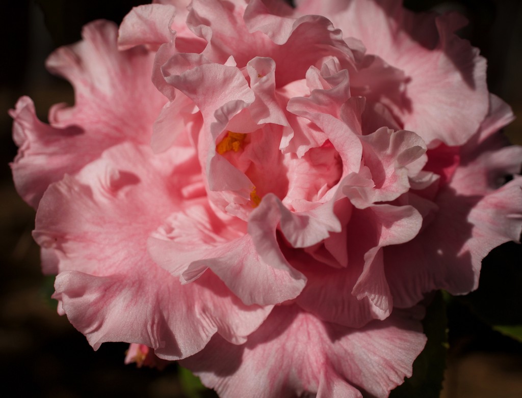 I love camellias by eudora