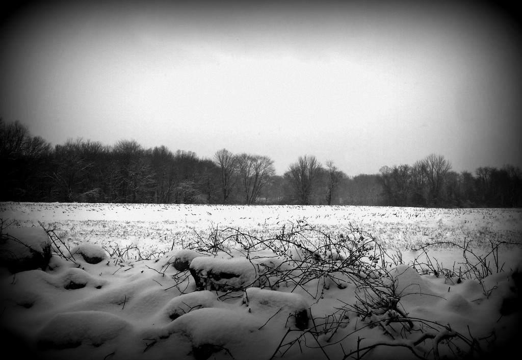 Day 153:  Snowy Scene by sheilalorson