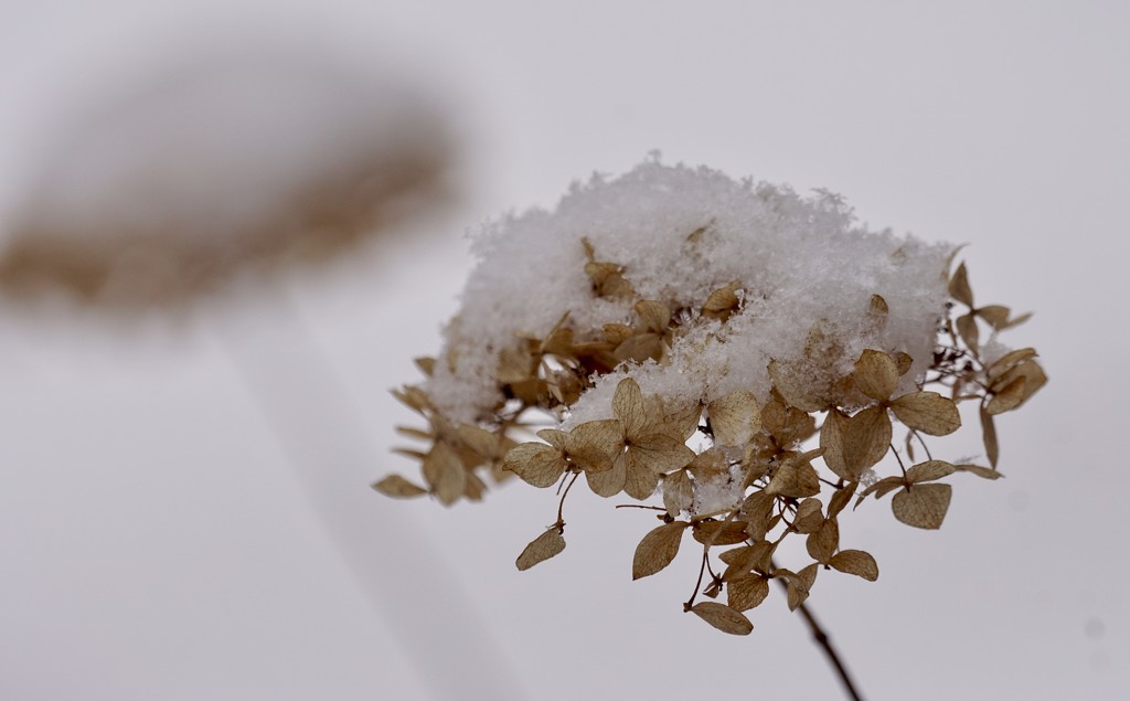 winter hydrangea by amyk