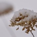 winter hydrangea by amyk
