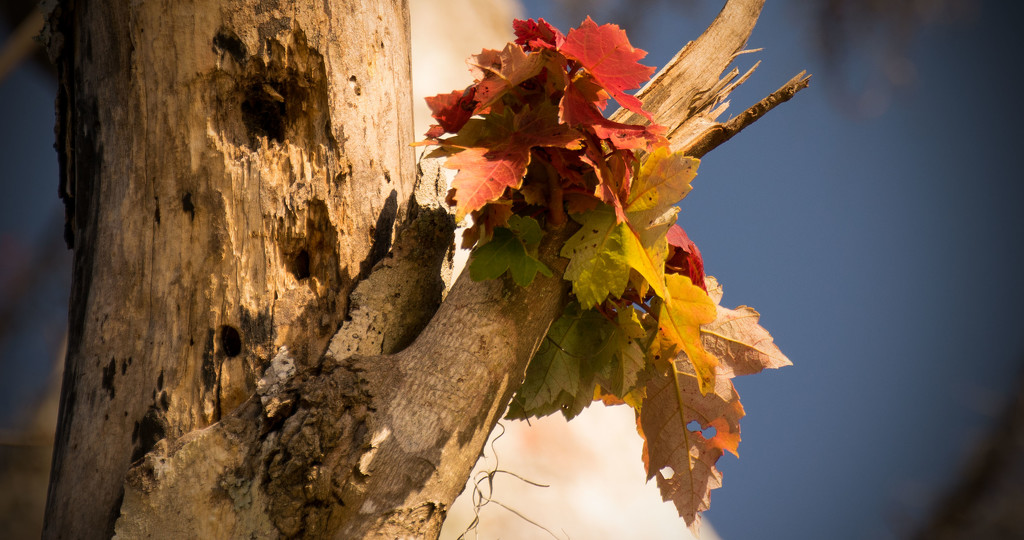 Leaves on the Dead Limb! by rickster549