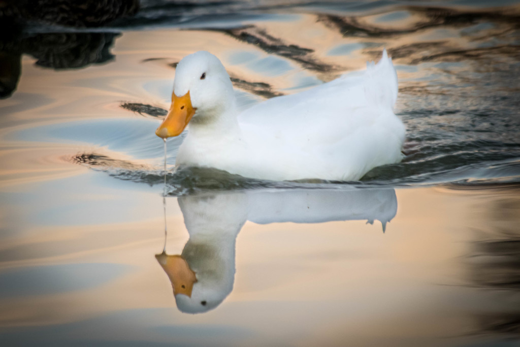 Duck Drool by ckwiseman