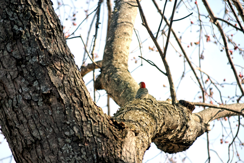Red-bellied woodpecker by dsp2