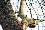 31st Jan 2017 - Red-bellied woodpecker