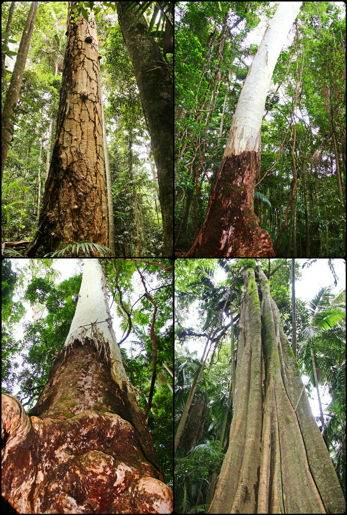 Trees of the Rainforest by terryliv