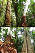 1st Feb 2017 - Trees of the Rainforest