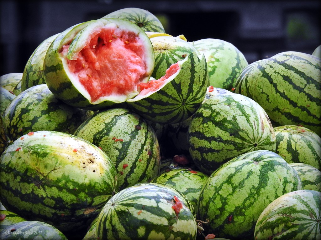 Watermelons by yorkshirekiwi