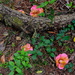Forest floor closeup with camellias by congaree