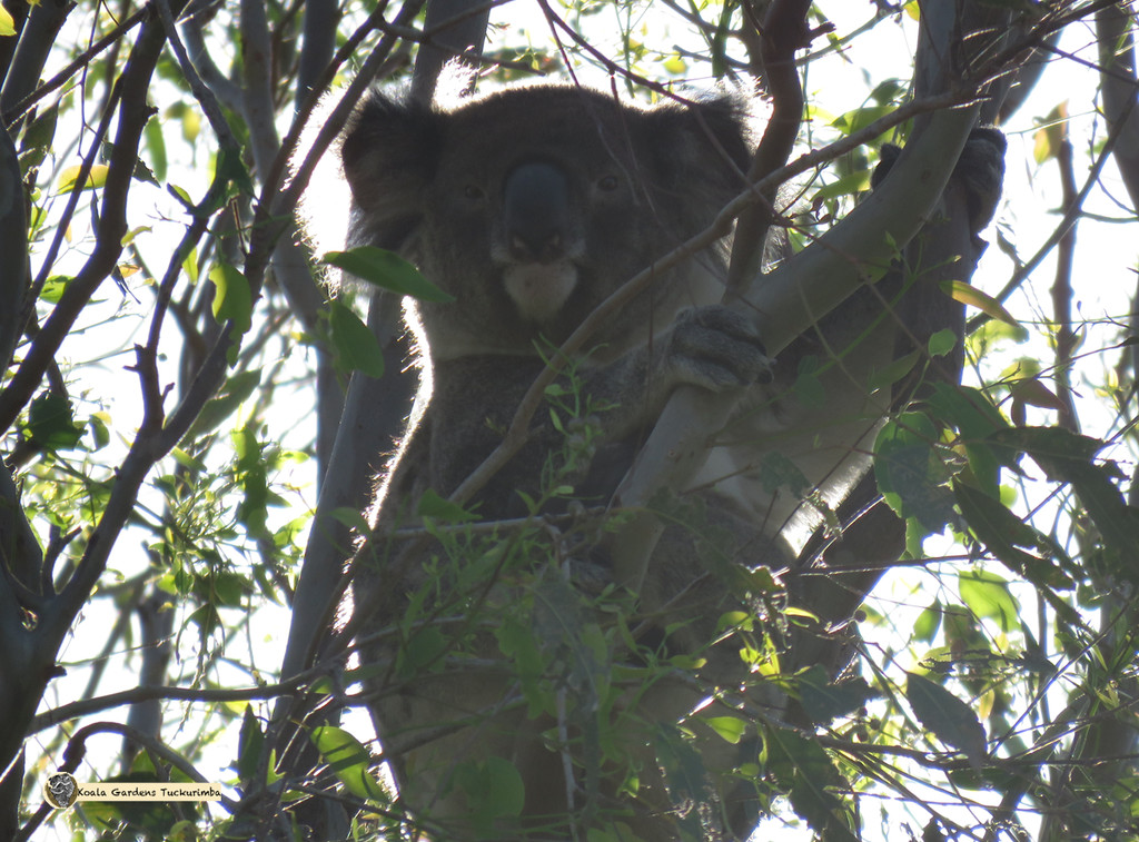 boy stuff by koalagardens