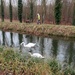 Mute Swans by g3xbm