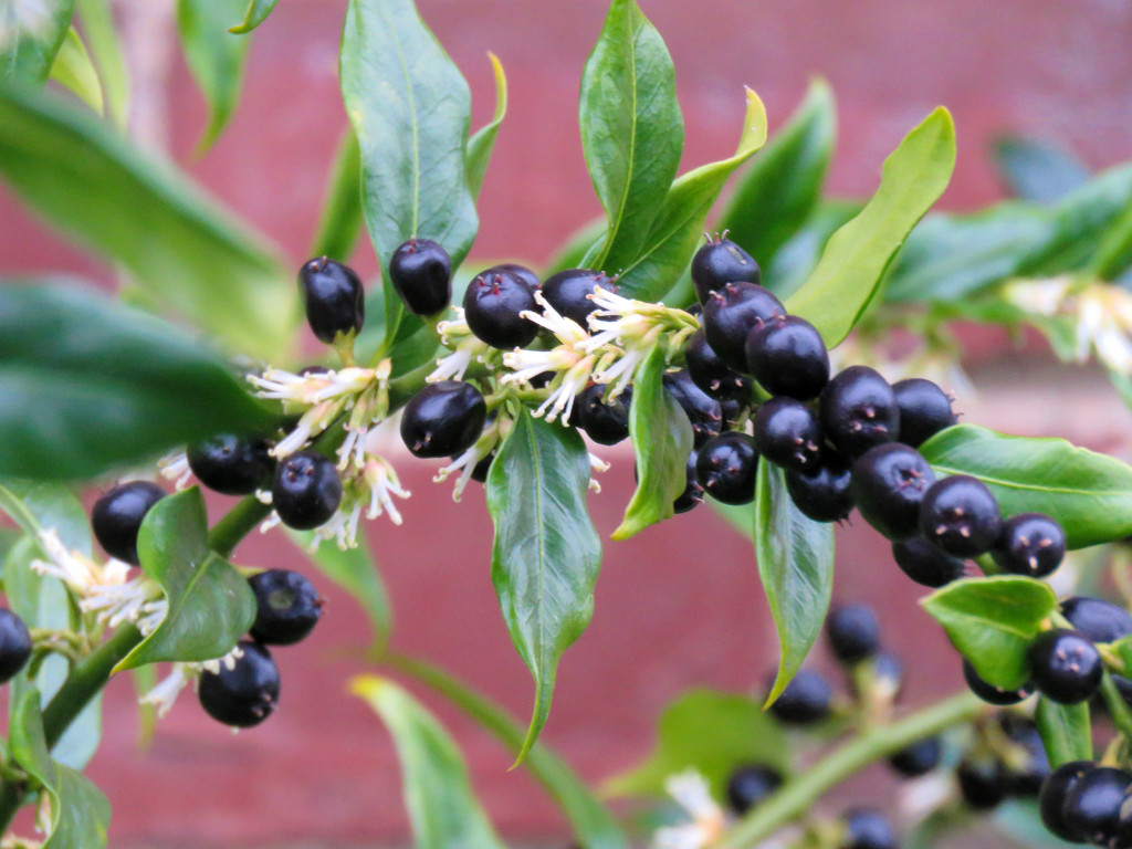Sarcococca Confusa by seattlite