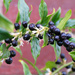 Sarcococca Confusa by seattlite