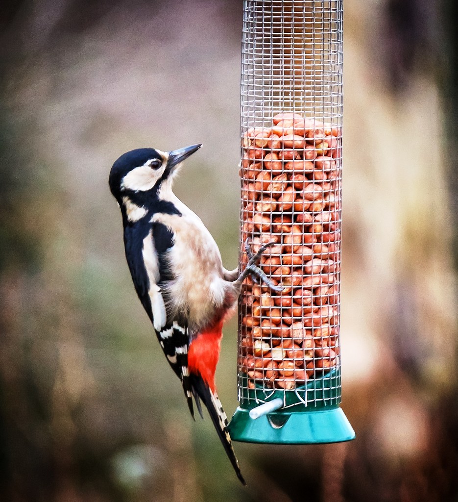Woodpecker by swillinbillyflynn