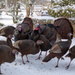 A rafter, a gang, a posse of turkeys by berelaxed