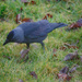Play time for me with a Jackdaw by padlock