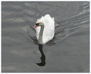 1st Jan 1996 - A swan on the canal in Rishton.