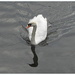 A swan on the canal in Rishton. by grace55