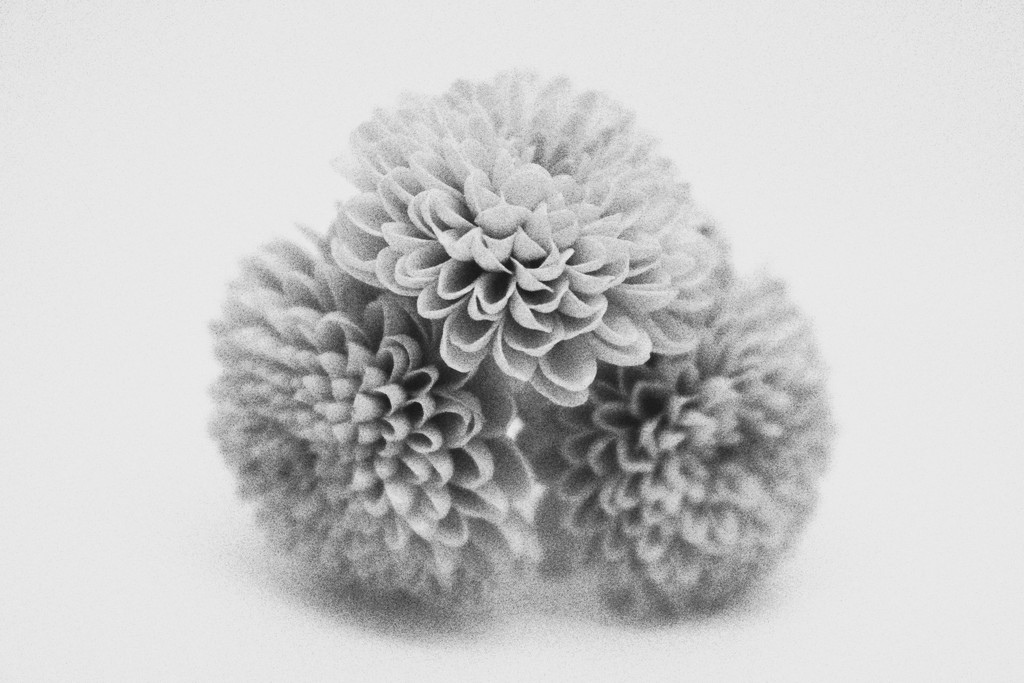 Chrysanthemum in B&W by phil_sandford